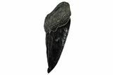Partial Fossil Megalodon Tooth - Serrated edge #331554-1